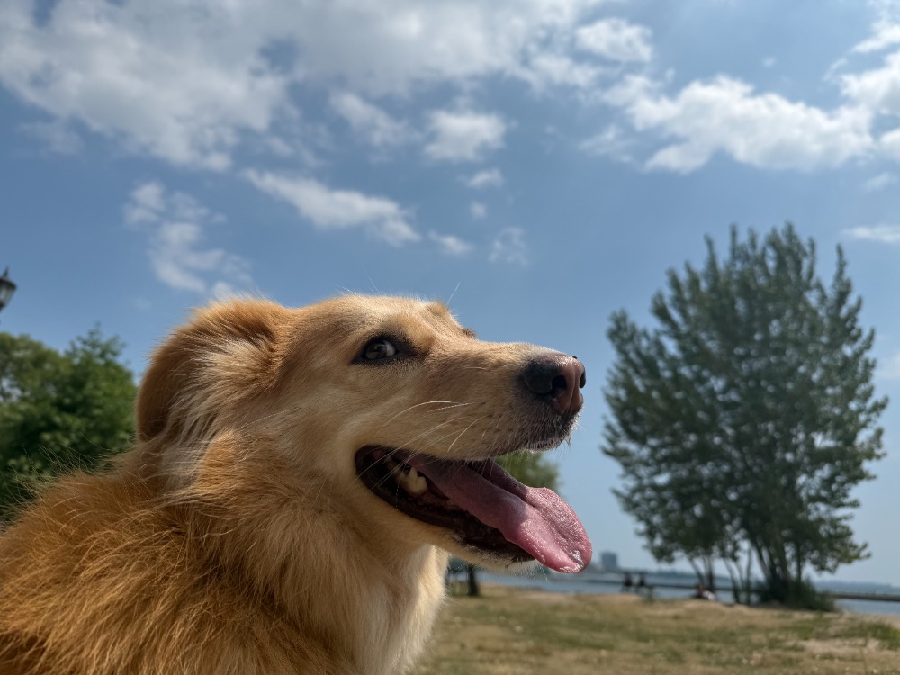 a close up of a dog's face by the lake