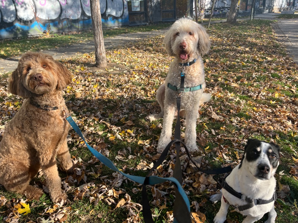 3 dogs looking into the camera