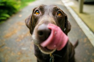 HPPC Guide to Dog Care