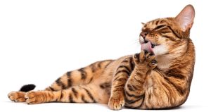 HPPC Guide to Cat Care