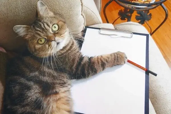 Cat using a paper checklist