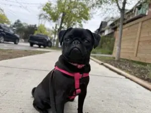 Gertie Puppy on the sidewalk