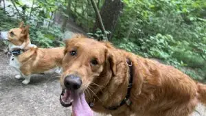Dog with tongue out looking into the camera