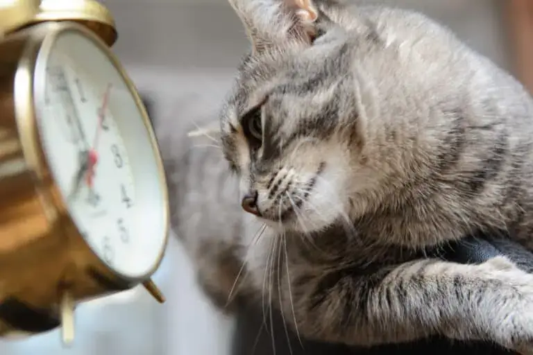 a cat checking the time by looking at a clock