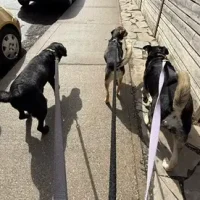 Three dogs being walked by Dawn in Roncesvalles, Toronto
